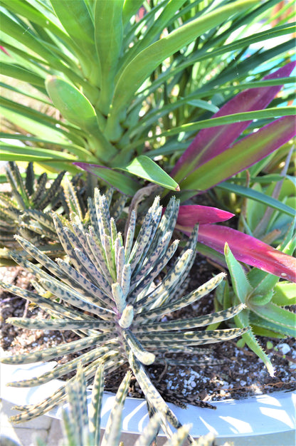 Mother Of Millions (6" cuttings) Kalanchoe tubiflora) Chandelier plant, succulent, Green Blue Purple Color Live Succulent Plant or Cutting