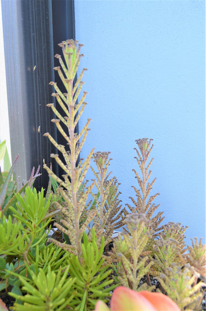 Mother Of Millions (6" cuttings) Kalanchoe tubiflora) Chandelier plant, succulent, Green Blue Purple Color Live Succulent Plant or Cutting