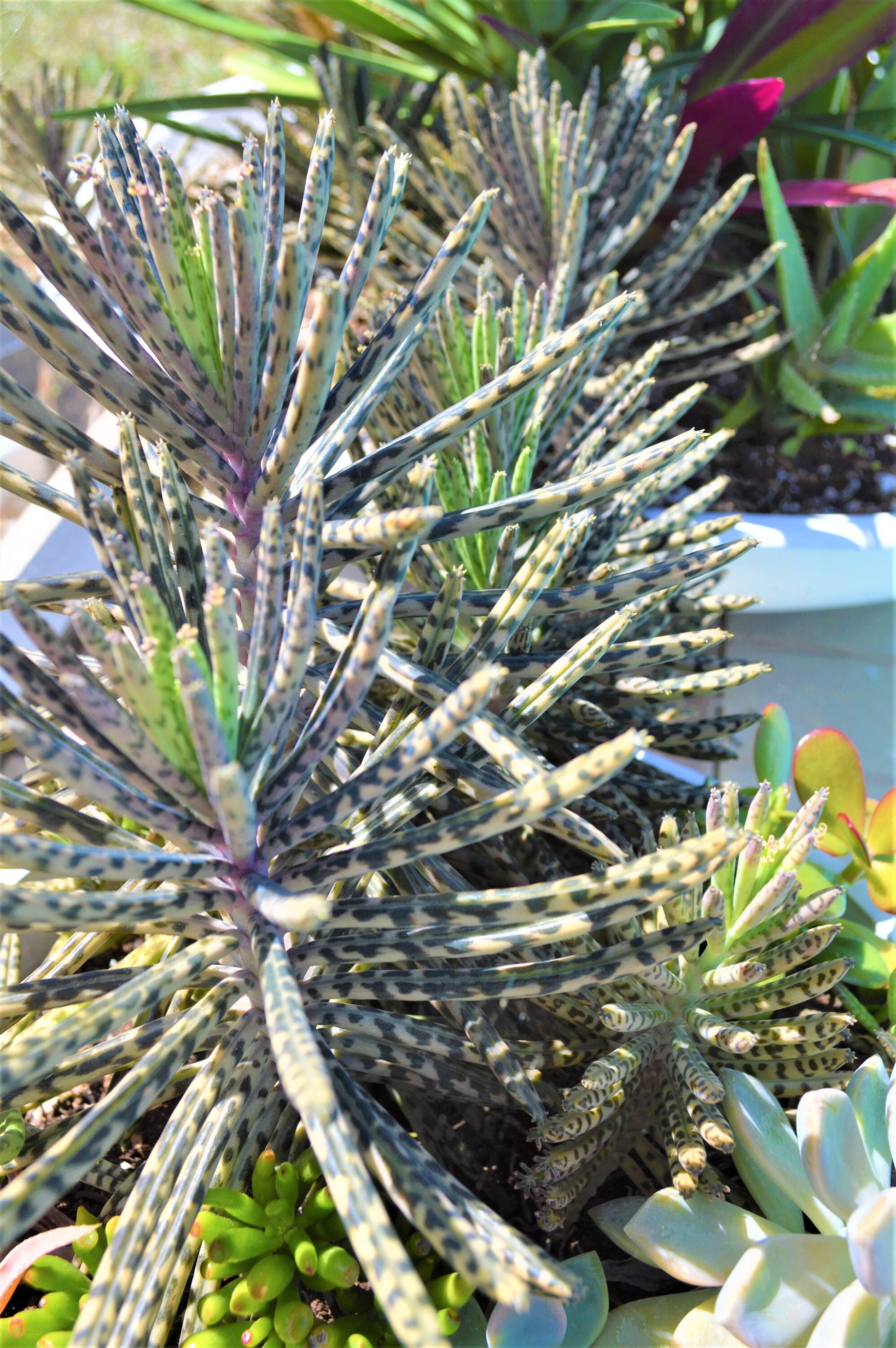 Mother Of Millions (6" cuttings) Kalanchoe tubiflora) Chandelier plant, succulent, Green Blue Purple Color Live Succulent Plant or Cutting