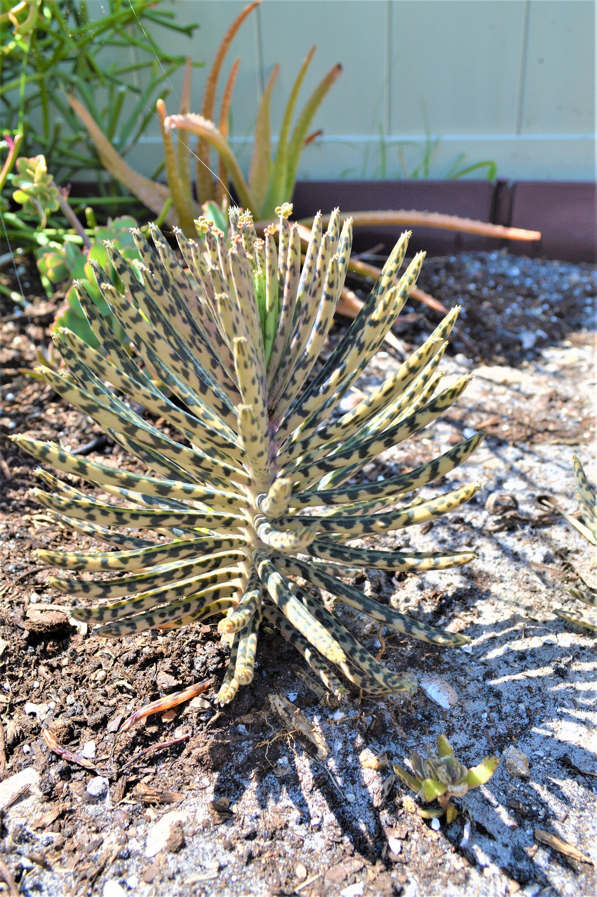 Mother Of Millions (6" cuttings) Kalanchoe tubiflora) Chandelier plant, succulent, Green Blue Purple Color Live Succulent Plant or Cutting