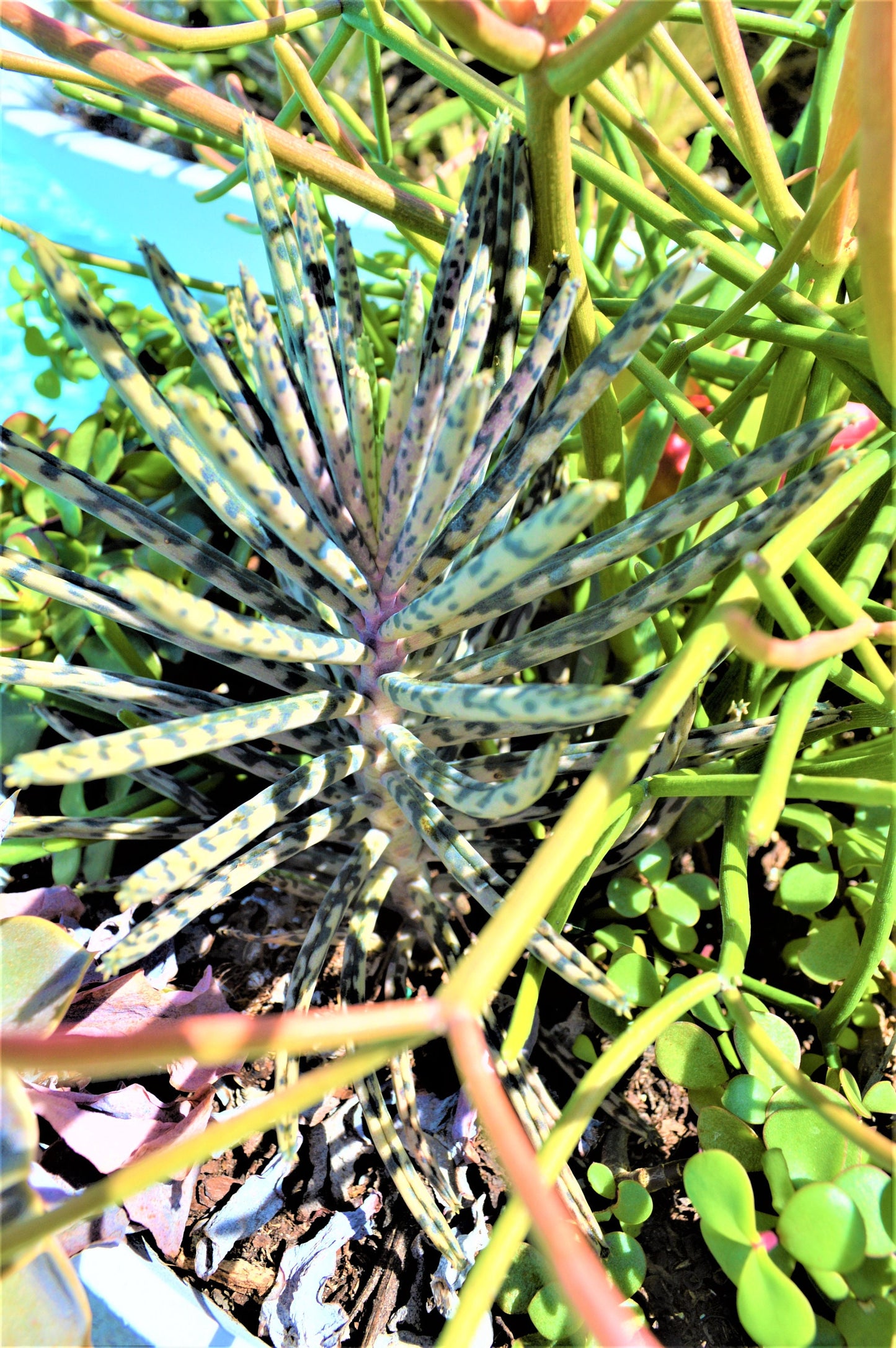Mother Of Millions (6" cuttings) Kalanchoe tubiflora) Chandelier plant, succulent, Green Blue Purple Color Live Succulent Plant or Cutting