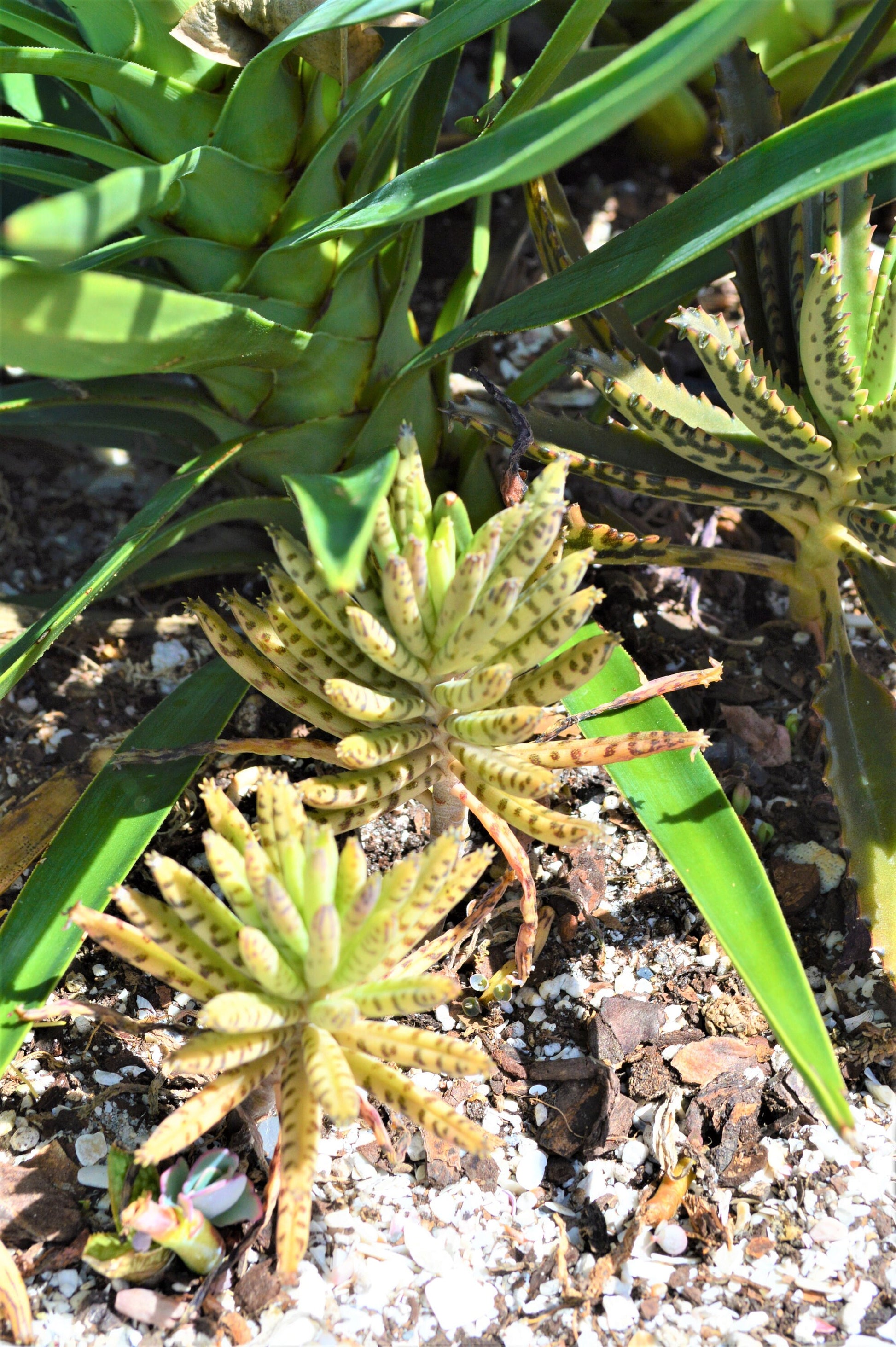 Mother Of Millions (6" cuttings) Kalanchoe tubiflora) Chandelier plant, succulent, Green Blue Purple Color Live Succulent Plant or Cutting