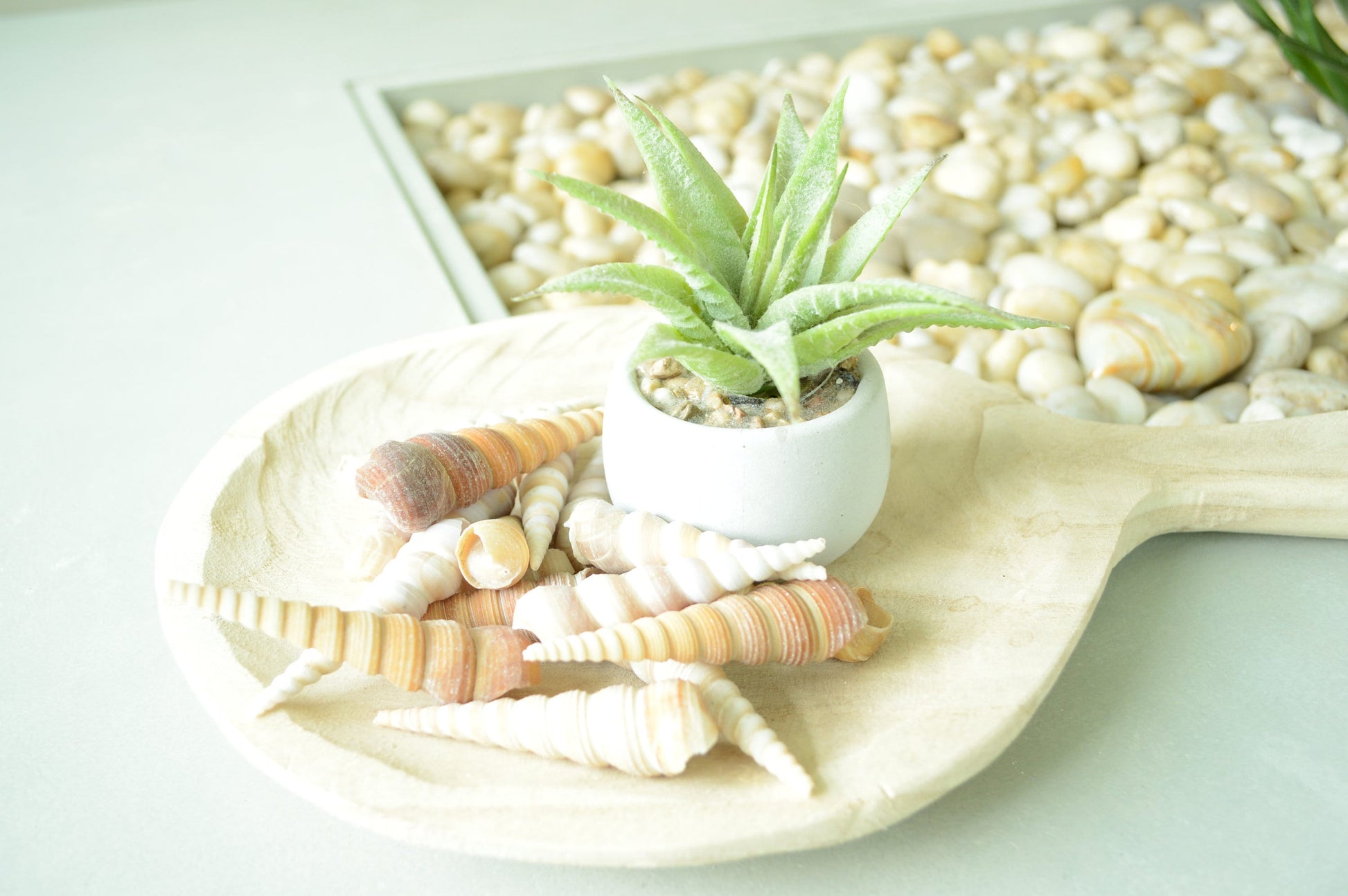 Turritella Unicorn Horn Seashells, 3-4" Large Natural Craft Shells