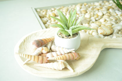 Turritella Unicorn Horn Seashells, 3-4" Large Natural Craft Shells