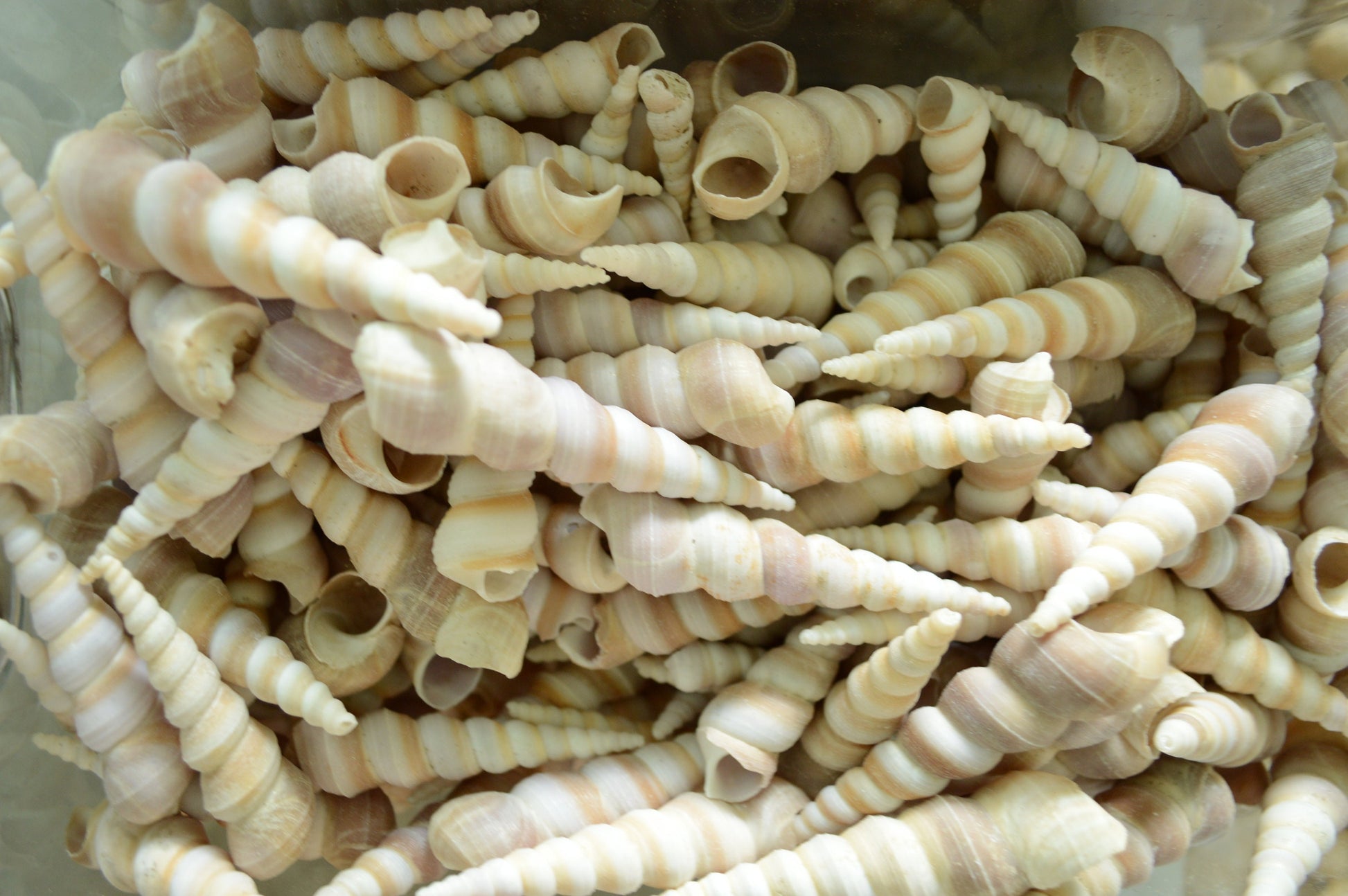 Turritella Unicorn Horn Seashells, 3-4" Large Natural Craft Shells