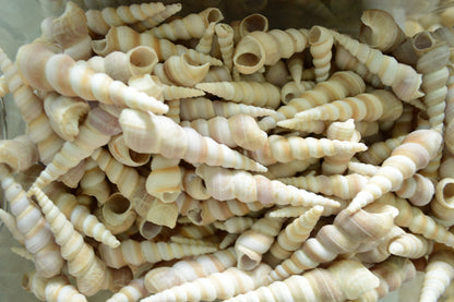 Turritella Unicorn Horn Seashells, 3-4" Large Natural Craft Shells