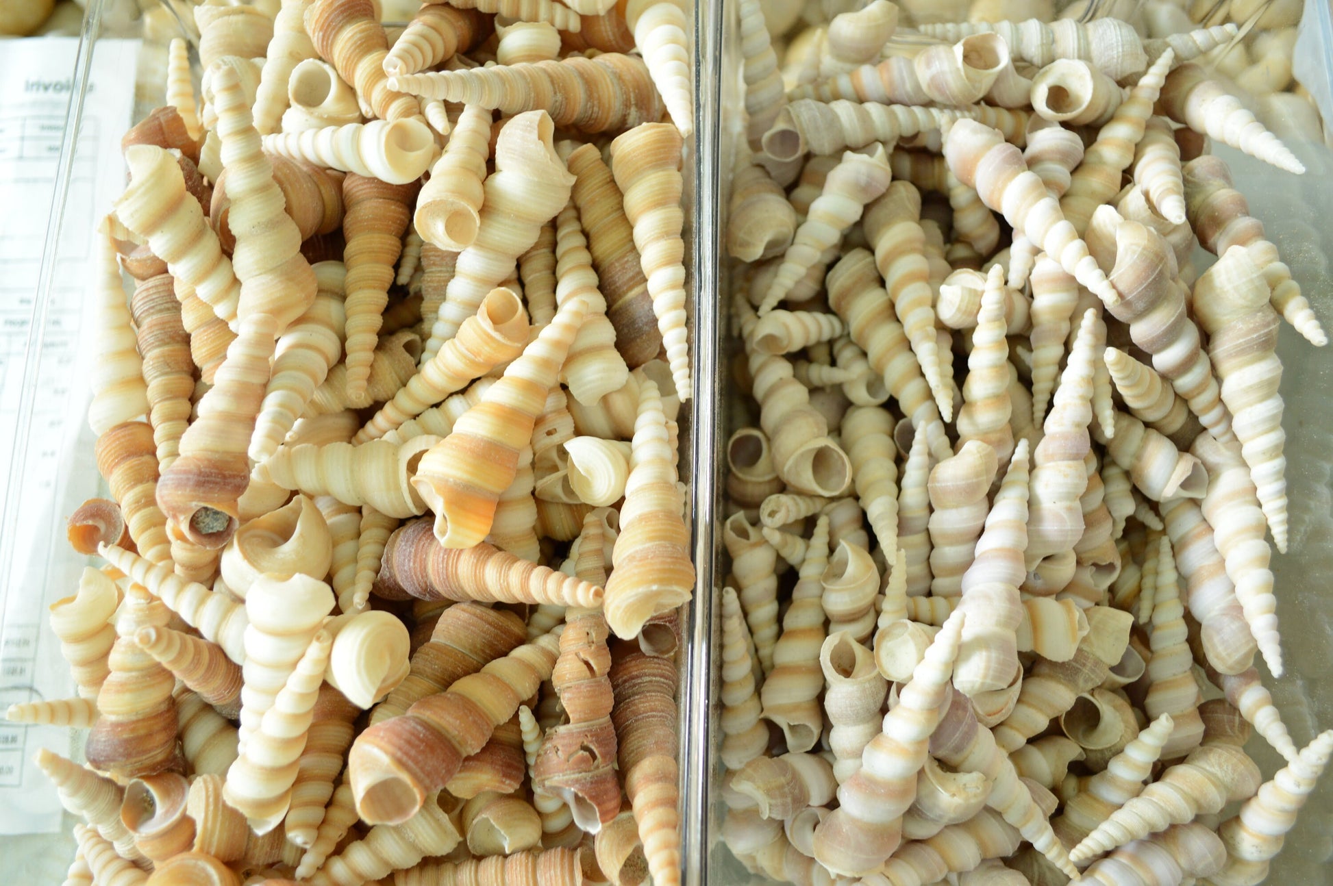 Hand Picked 3-4" Assorted Color Unicorn Horn Turitella Shells Seashells No Broken FREE SHIPPING Purple & Brown Turetella Coastal Craft Decor