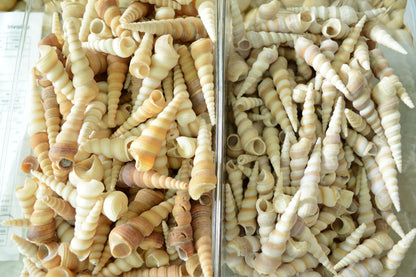 Hand Picked 3-4" Assorted Color Unicorn Horn Turitella Shells Seashells No Broken FREE SHIPPING Purple & Brown Turetella Coastal Craft Decor