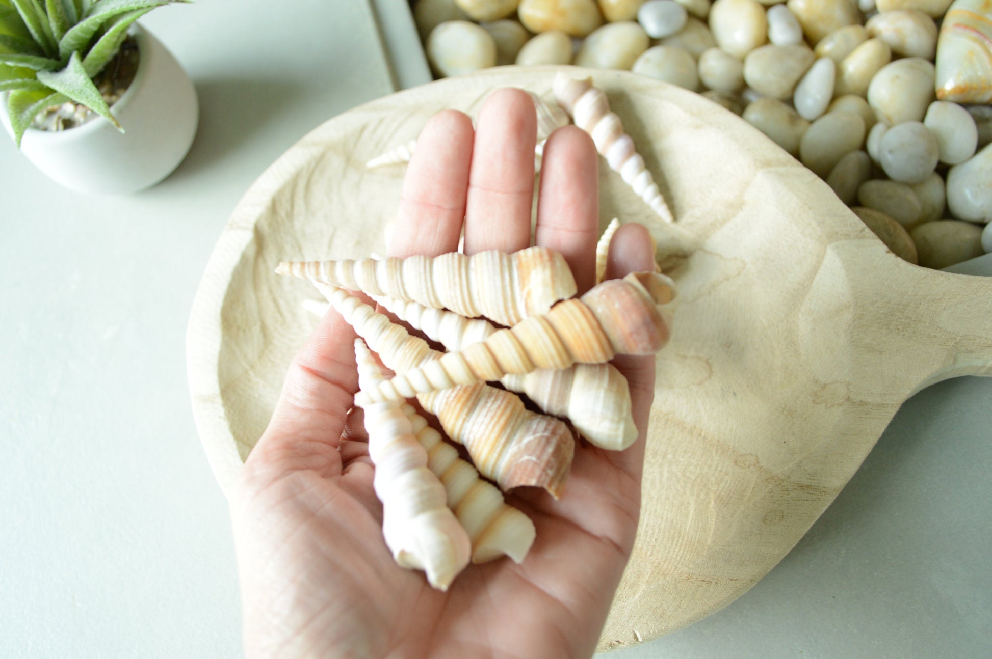 Turritella Unicorn Horn Seashells, 3-4" Large Natural Craft Shells