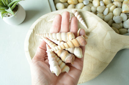 Turritella Unicorn Horn Seashells, 3-4" Large Natural Craft Shells