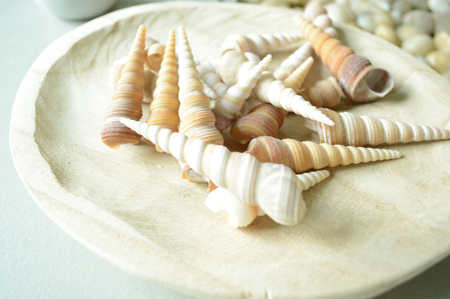 Hand Picked 3-4" Assorted Color Unicorn Horn Turitella Shells Seashells No Broken FREE SHIPPING Purple & Brown Turetella Coastal Craft Decor
