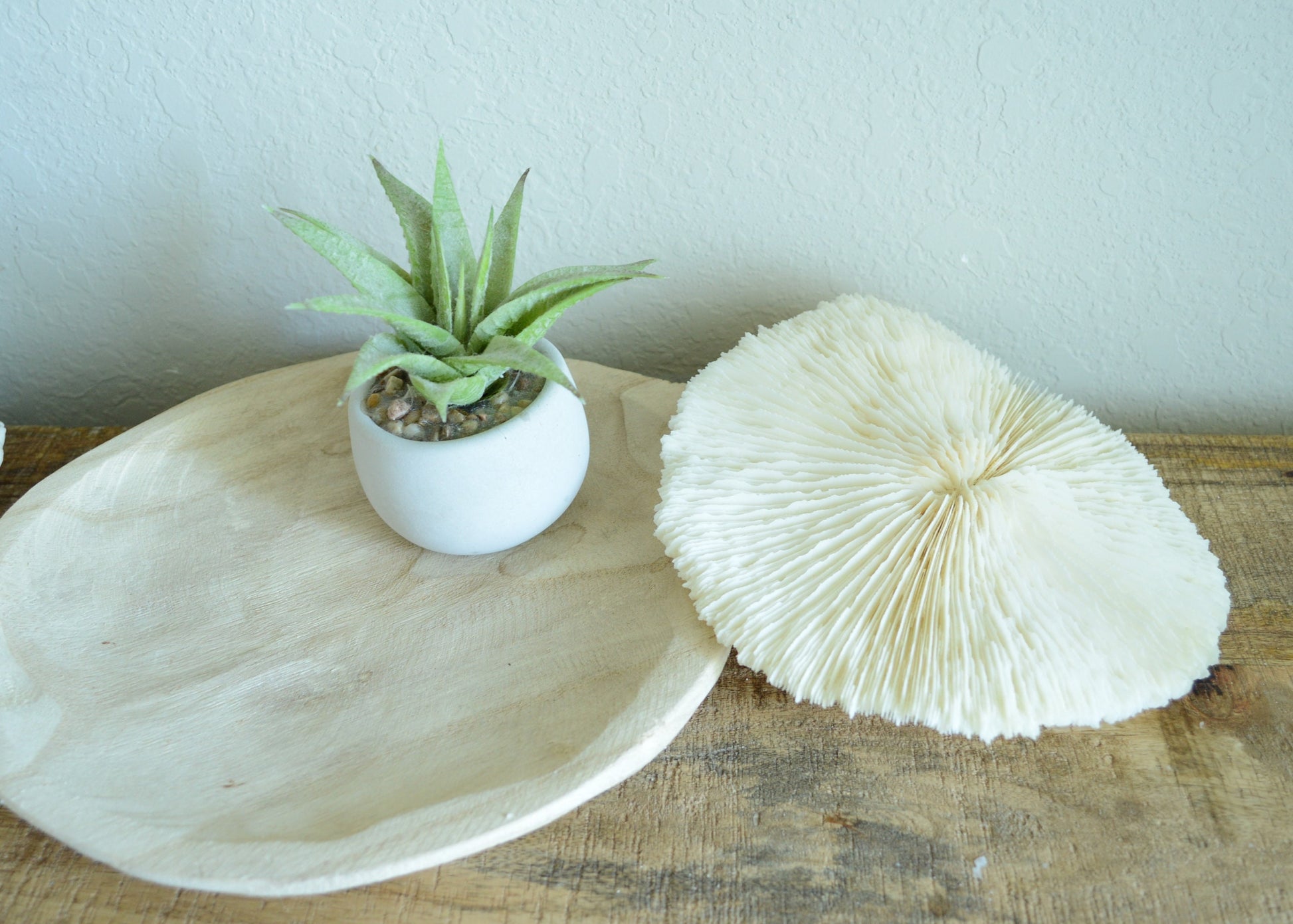 Genuine Sea MUSHROOM CORAL 2-8" You pick Size, Ocean Reef Aquarium Coastal Beach Ocean Décor Nautical White/Bone Color