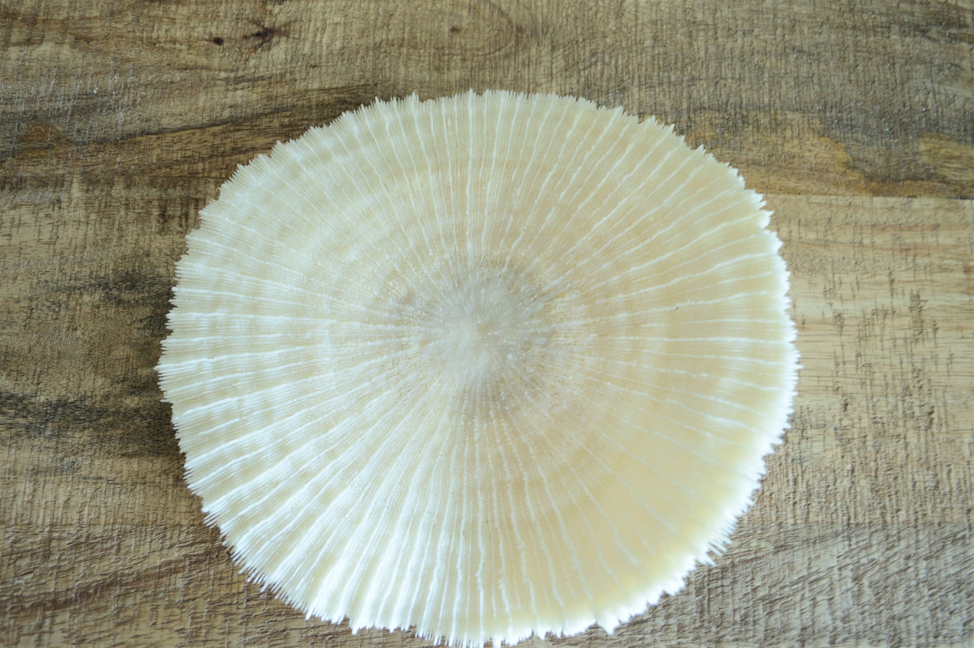 Genuine Sea MUSHROOM CORAL 2-8" You pick Size, Ocean Reef Aquarium Coastal Beach Ocean Décor Nautical White/Bone Color