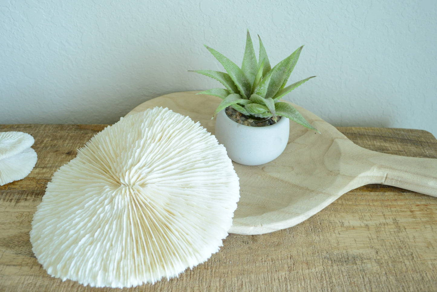 Genuine Sea MUSHROOM CORAL 2-8" You pick Size, Ocean Reef Aquarium Coastal Beach Ocean Décor Nautical White/Bone Color