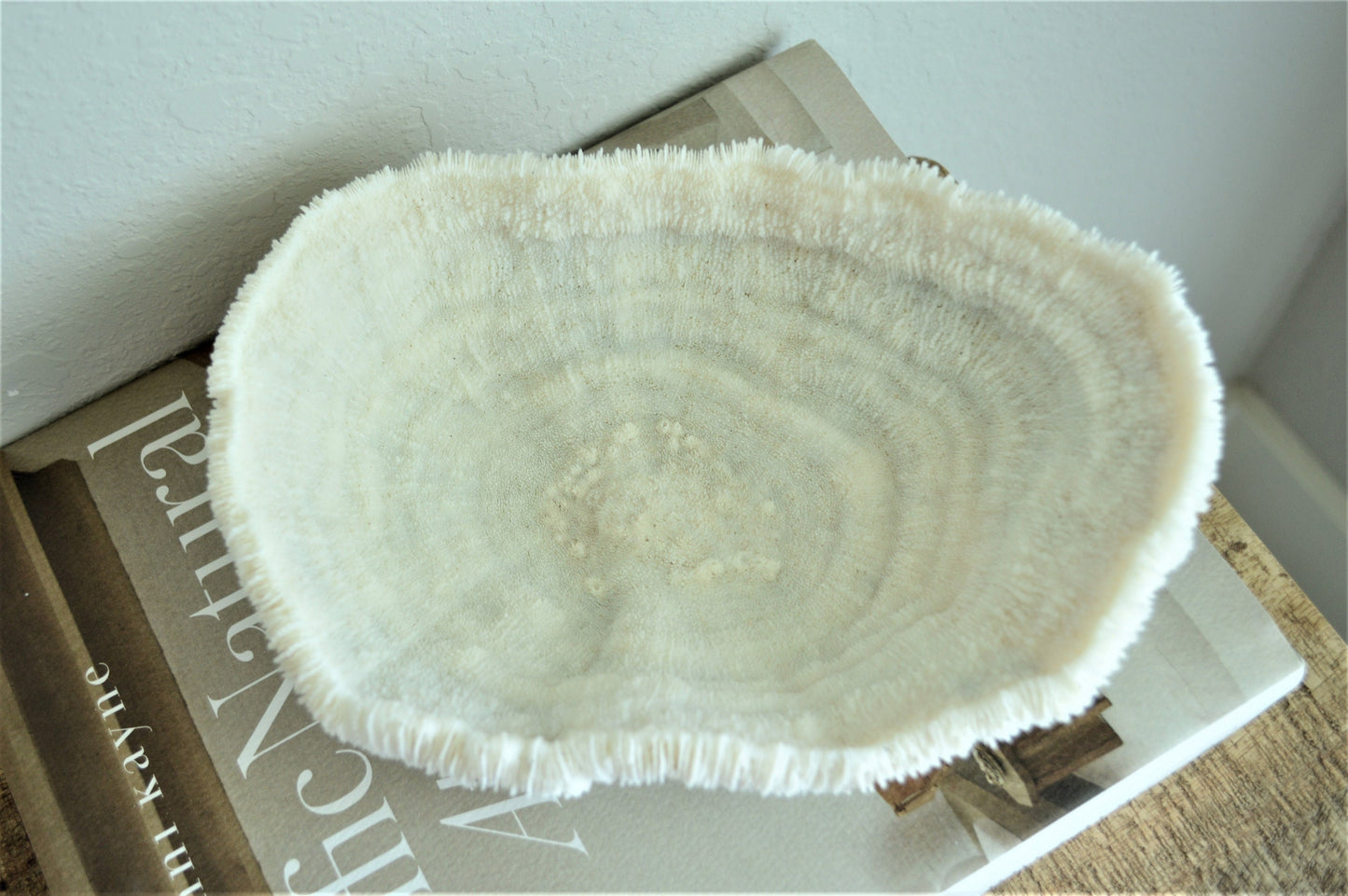 BOWL CORAL White All Sizes Authentic Natural Real Sea Fossil Coastal Décor Ocean Beach House Organic Sustainable Nature Art Tray Dish