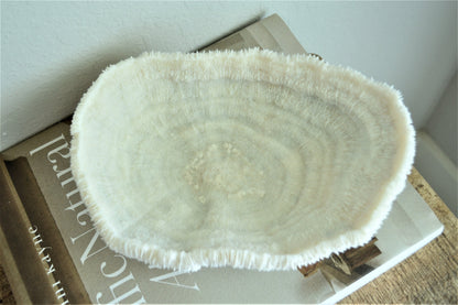 BOWL CORAL White All Sizes Authentic Natural Real Sea Fossil Coastal Décor Ocean Beach House Organic Sustainable Nature Art Tray Dish