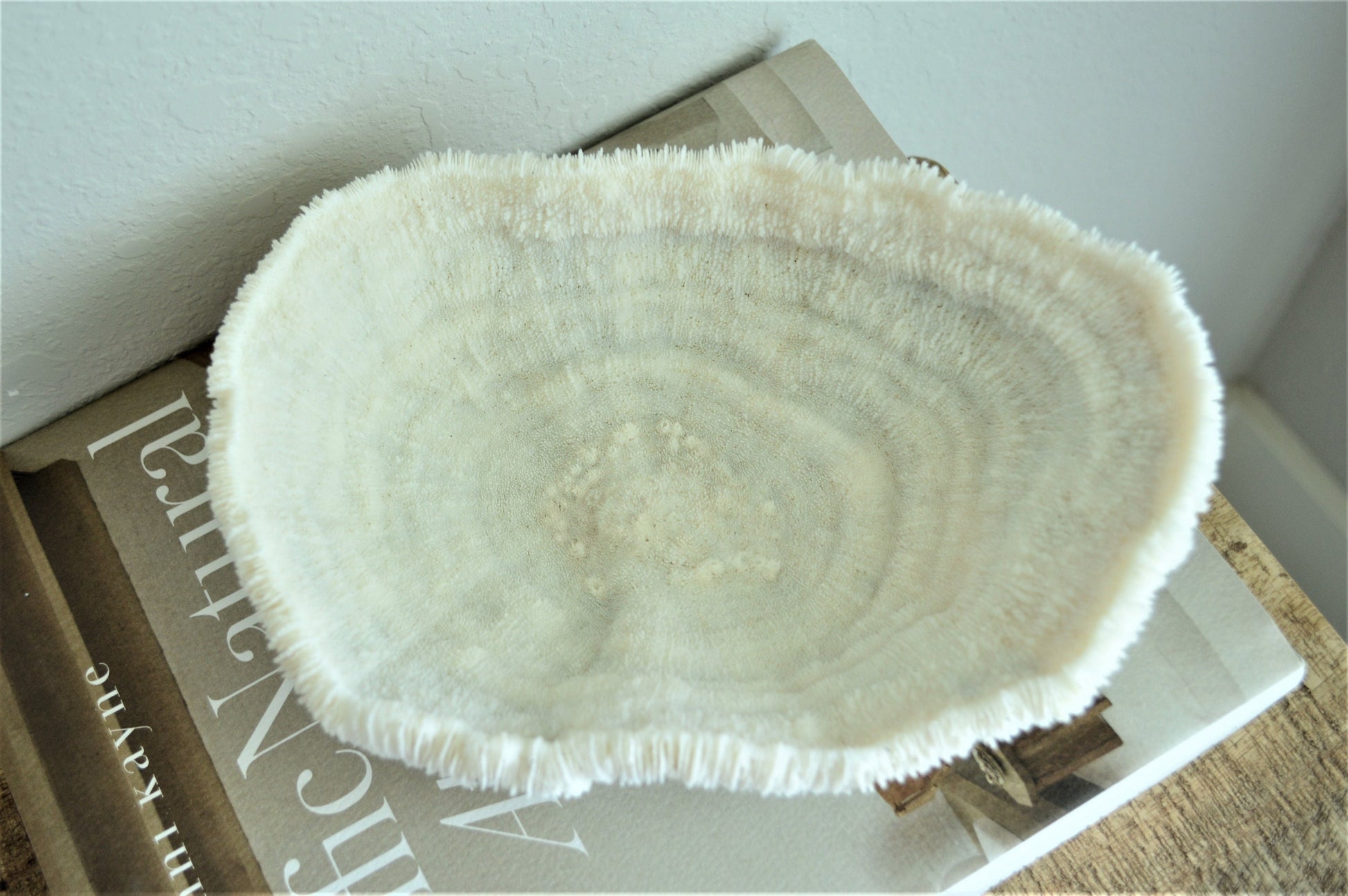 BOWL CORAL White *All Sizes* Authentic Natural Real Sea Fossil Coastal Décor