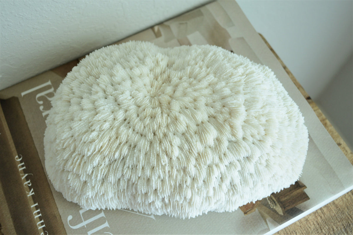 BOWL CORAL White *All Sizes* Authentic Natural Real Sea Fossil Coastal Décor