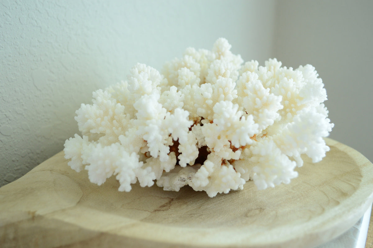 BROWNSTEM CORAL White *All Sizes* Authentic Natural Real Sea Fossil Coastal Décor