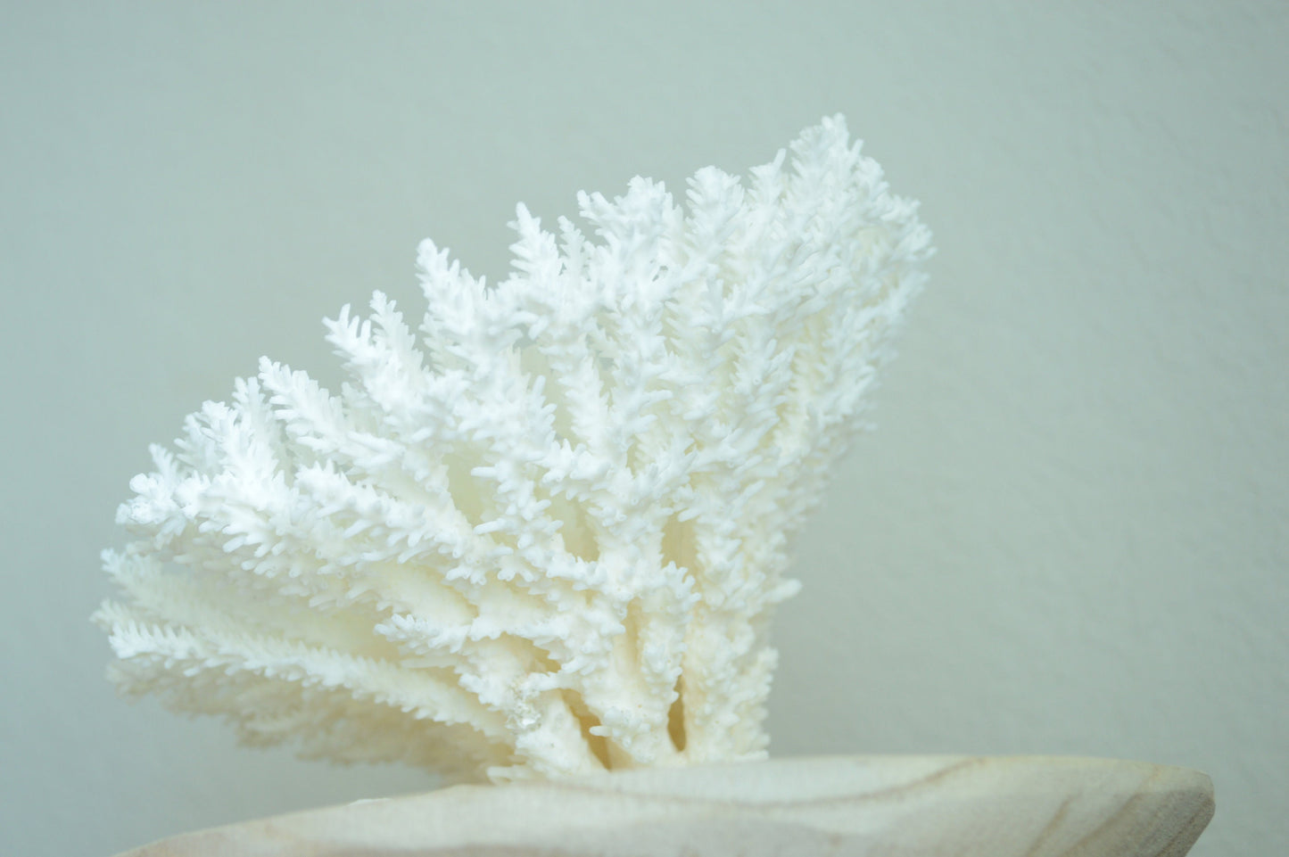 Genuine Sea TABLE CORAL 5-13" You Choose Size-Ocean Reef Aquarium Coastal Beach Ocean Décor Nautical White