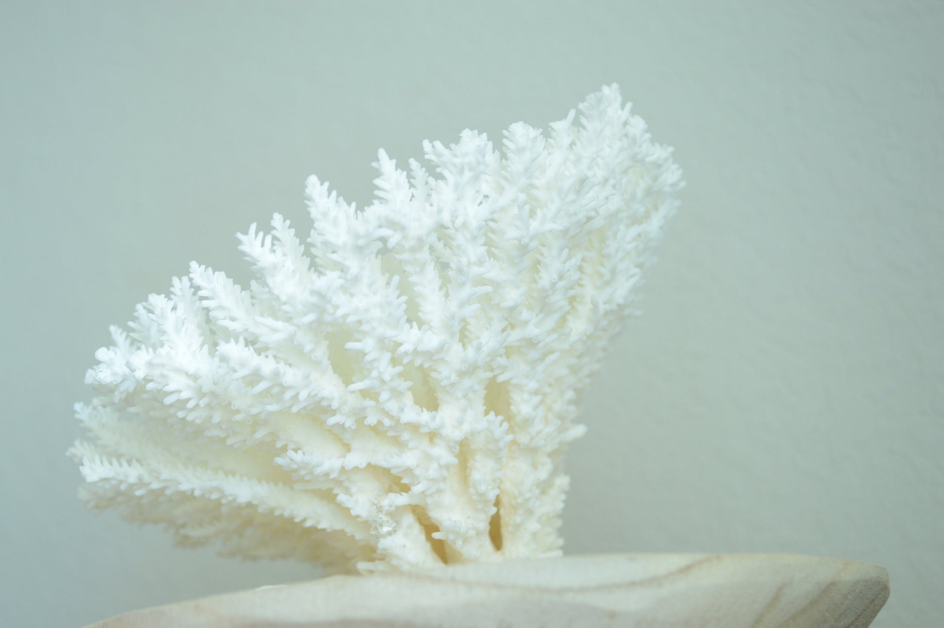 Genuine Sea TABLE CORAL 5-13" You Choose Size-Ocean Reef Aquarium Coastal Beach Ocean Décor Nautical White