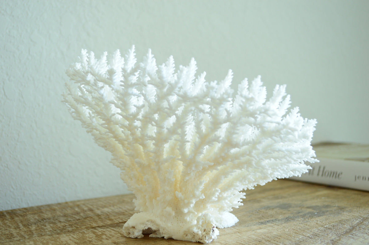 TABLE CORAL White *All Sizes* Authentic Natural Real Sea Fossil Coastal Décor