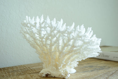 TABLE CORAL White *All Sizes* Authentic Natural Real Sea Fossil Coastal Décor