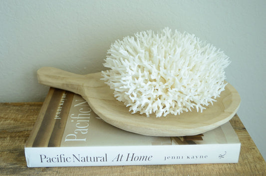 Genuine Sea BIRDSNEST CORAL 4-12" You choose size Ocean Reef 100% Real Coastal Beach Ocean Décor Nautical Natural Gift Wedding White Birds