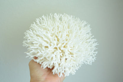 BIRDSNEST Coral White *All Sizes* Authentic Natural Real Sea Fossil Coastal Décor