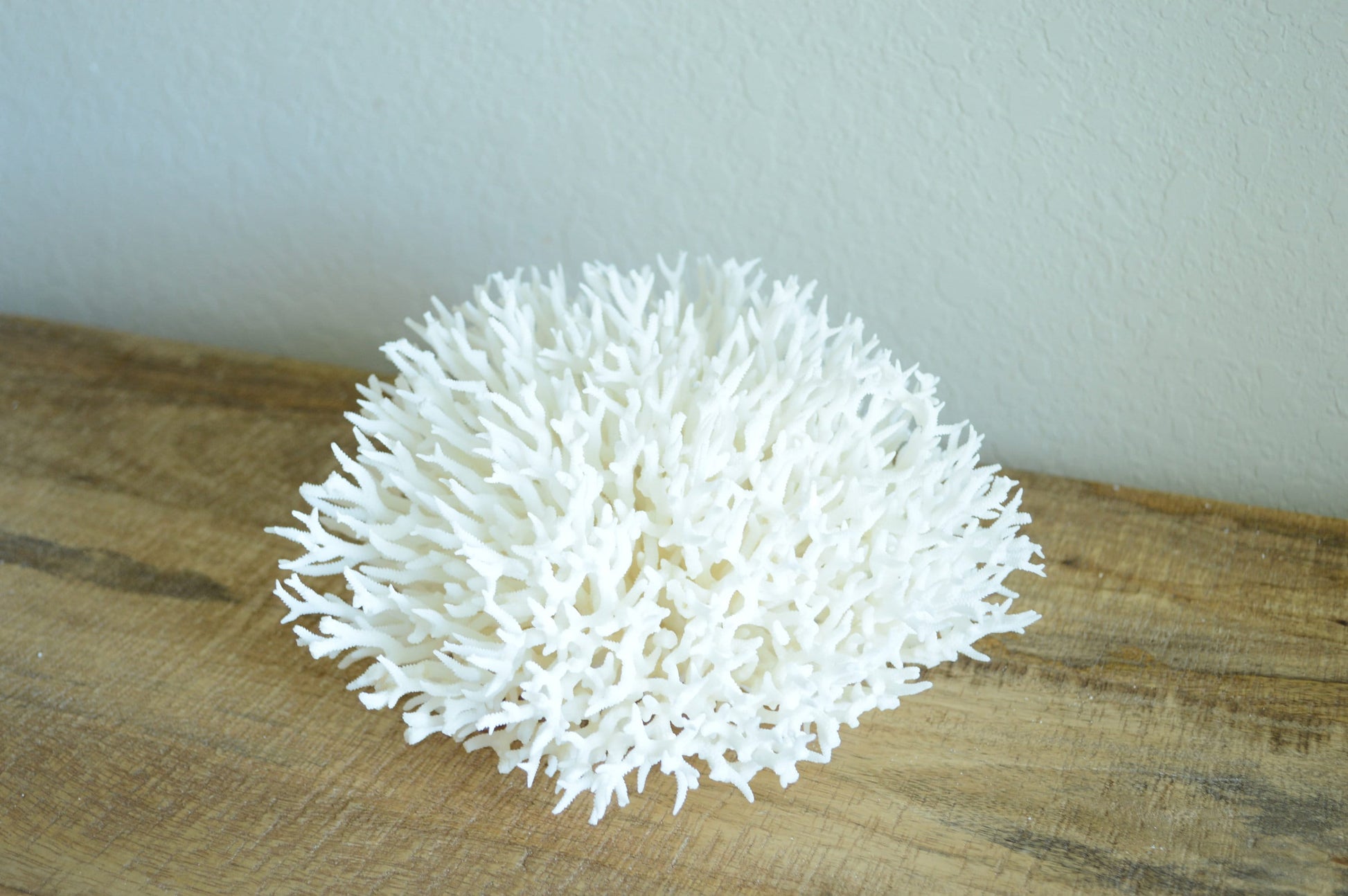 Genuine Sea BIRDSNEST CORAL 4-12" You choose size Ocean Reef 100% Real Coastal Beach Ocean Décor Nautical Natural Gift Wedding White Birds