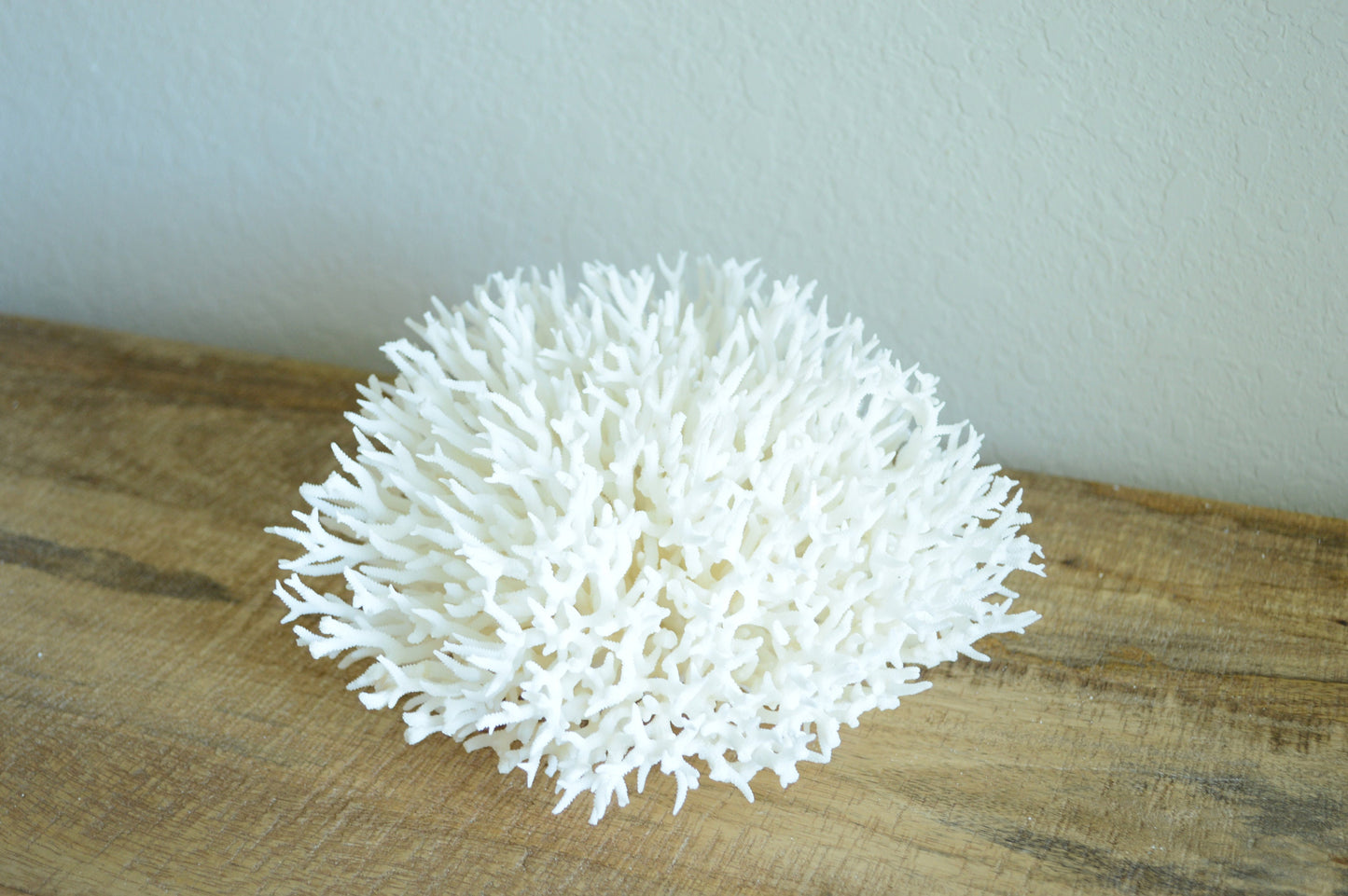 BIRDSNEST Coral White *All Sizes* Authentic Natural Real Sea Fossil Coastal Décor