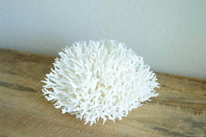 BIRDSNEST Coral White *All Sizes* Authentic Natural Real Sea Fossil Coastal Décor