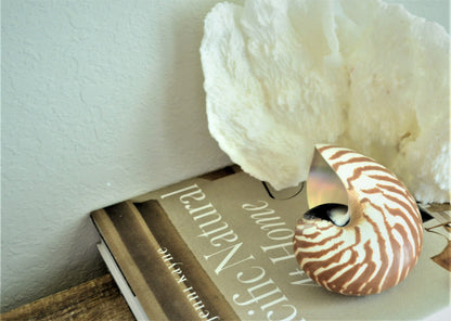 STRIPED CHAMBERED NAUTILUS *All Sizes* Natural Brown White Tiger Stripe Display Seashell Coastal Beach House Décor