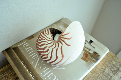STRIPED CHAMBERED NAUTILUS *All Sizes* Natural Brown White Tiger Stripe Display Seashell Coastal Beach House Décor