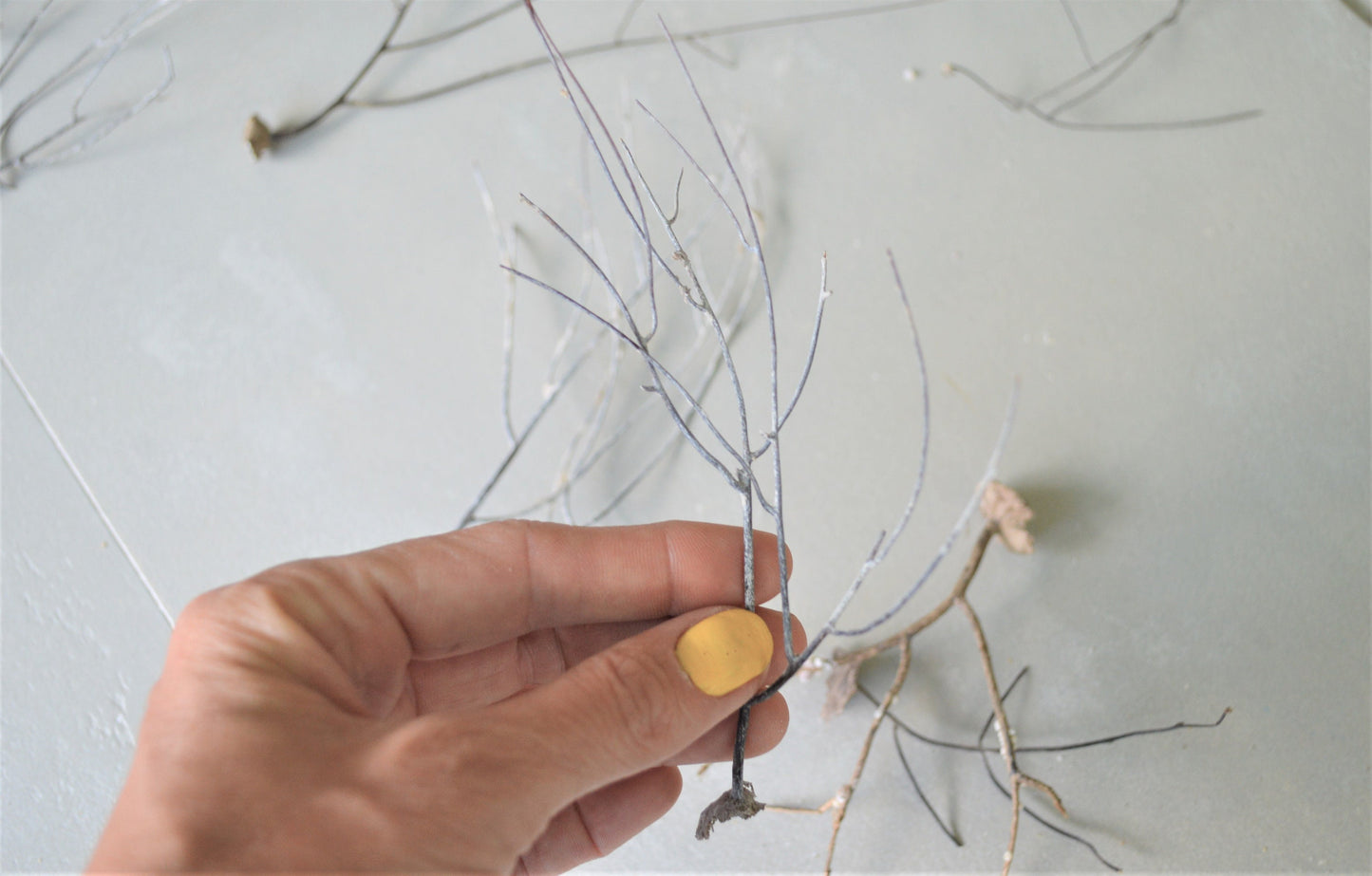 Dried Sea Whip Branches 4-12" *You Choose Quantity* Ocean Reef Décor Crafts
