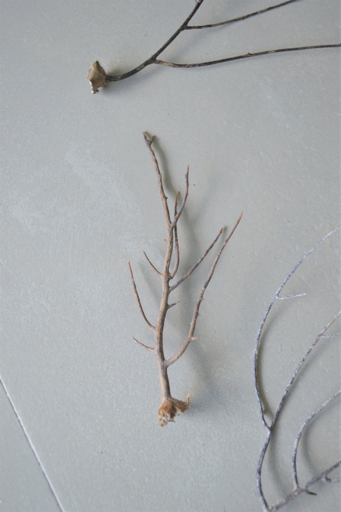 Dried Sea Whip Branches 4-12" *You Choose Quantity* Ocean Reef Décor Crafts