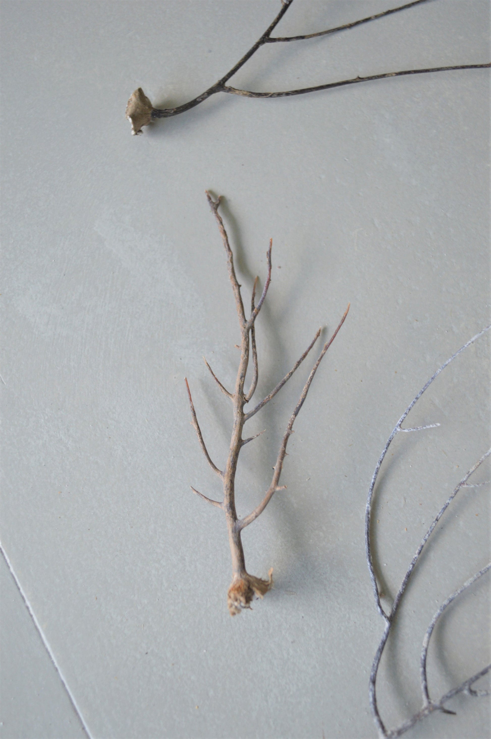Dried Sea Whip Branches 4-12" *You Choose Quantity* Ocean Reef Décor Crafts