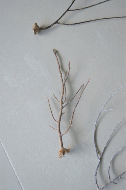 Dried Sea Whip Branches 4-12" *You Choose Quantity* Ocean Reef Décor Crafts