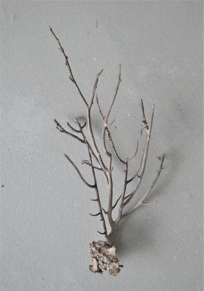 Genuine SANIBEL FLORIDA Sea Branches & Whips Natural Dried Ocean Reef Beach Coastal Décor Display Crafts