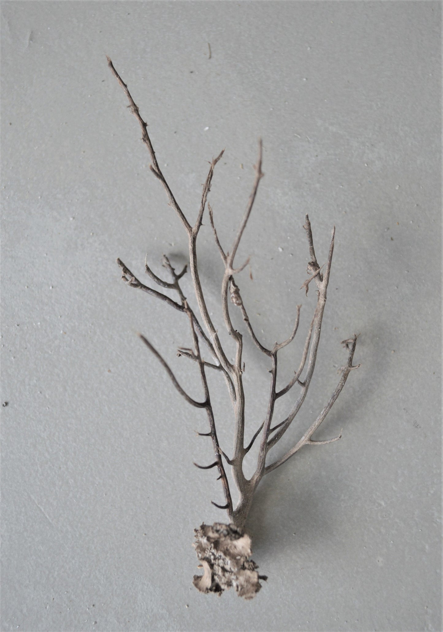 Dried Sea Whip Branches 4-12" *You Choose Quantity* Ocean Reef Décor Crafts