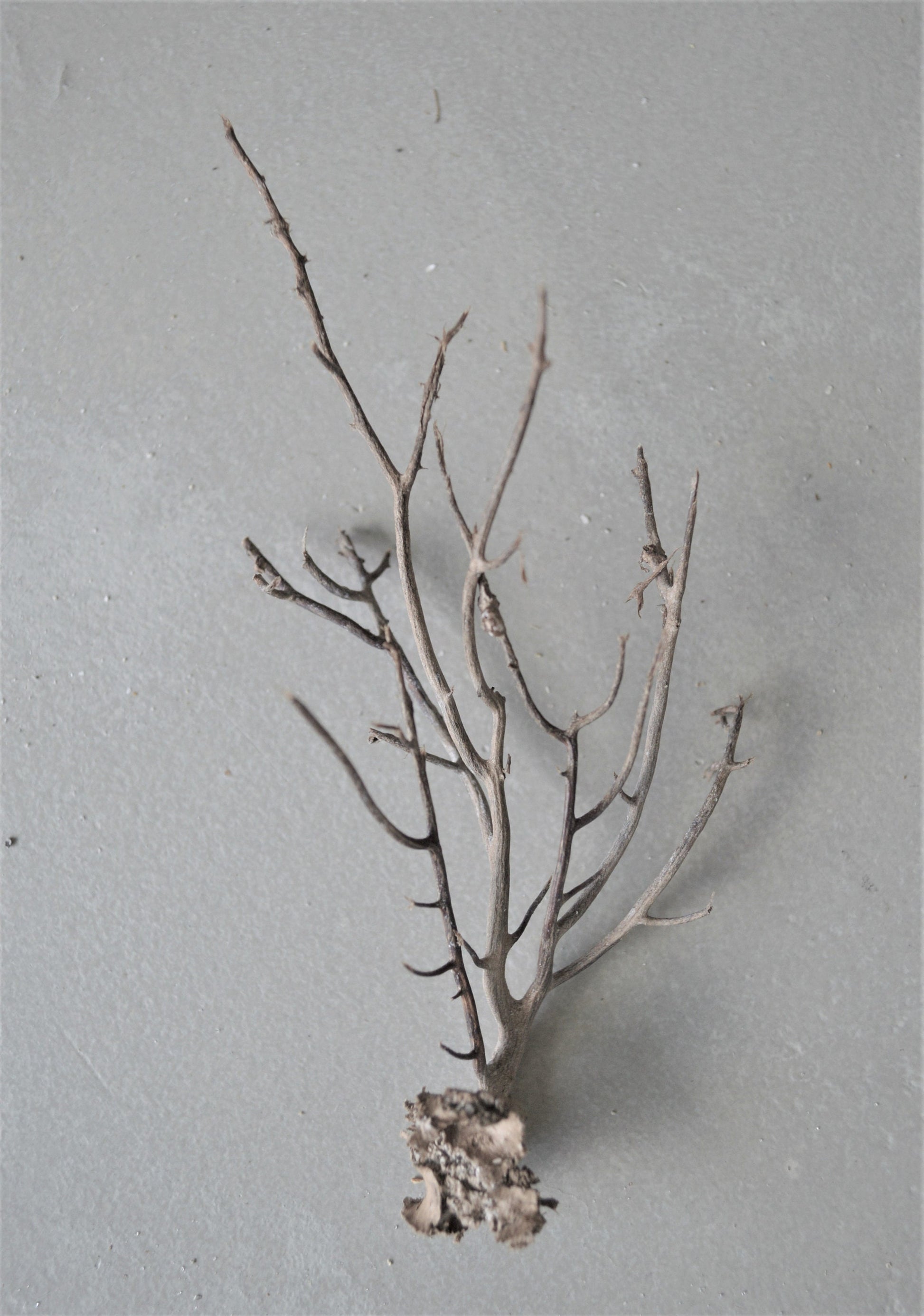 Dried Sea Whip Branches 4-12" *You Choose Quantity* Ocean Reef Décor Crafts
