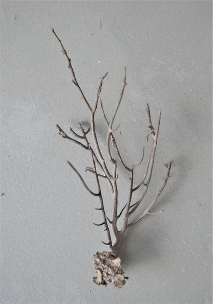 Dried Sea Whip Branches 4-12" *You Choose Quantity* Ocean Reef Décor Crafts