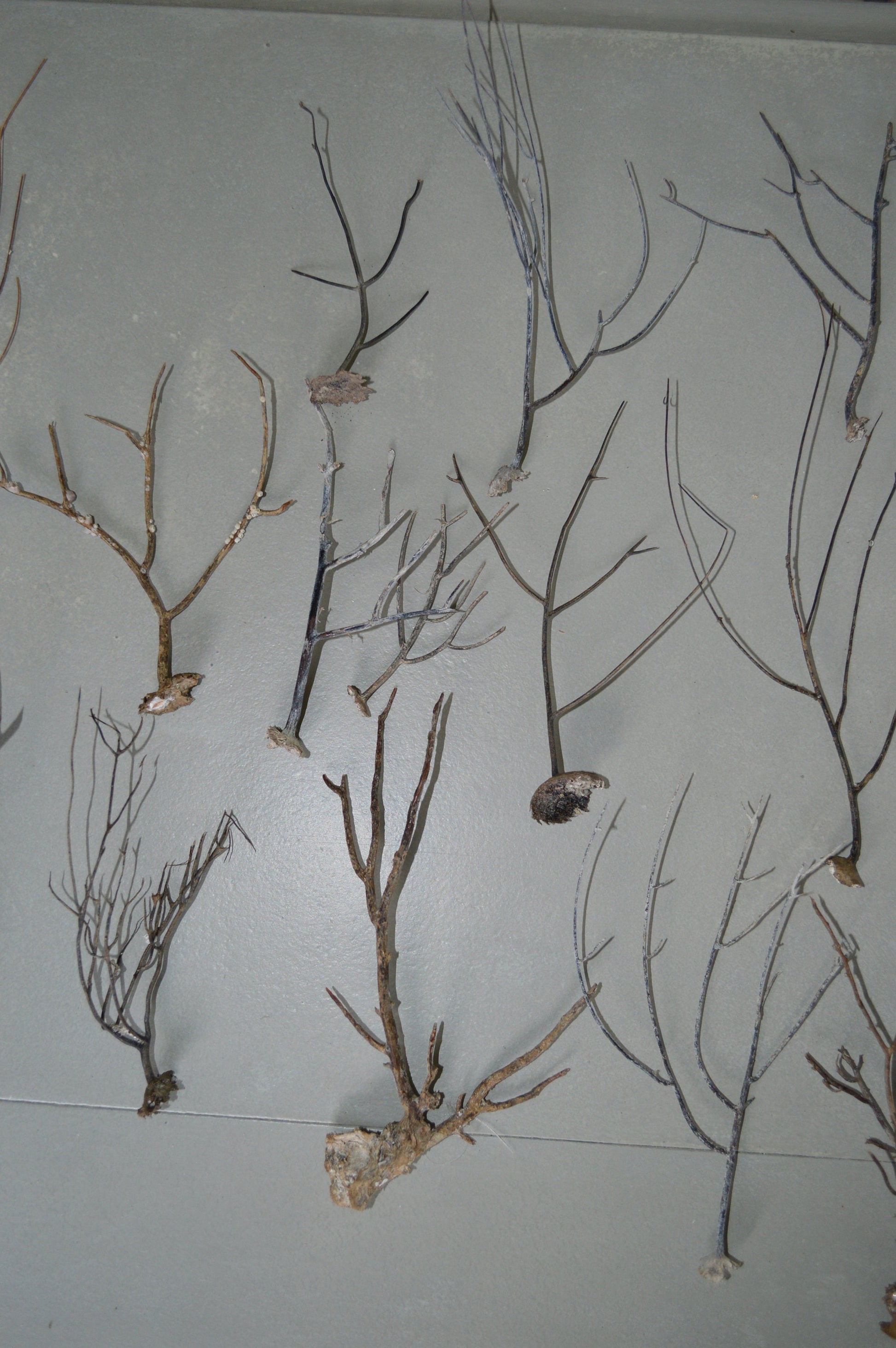 Dried Sea Whip Branches 4-12" *You Choose Quantity* Ocean Reef Décor Crafts