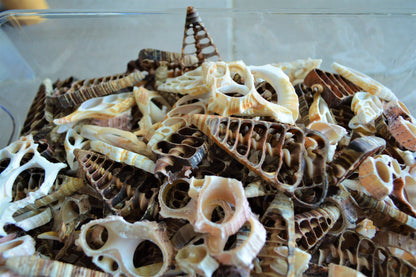 Sliced Seashells: 1.5-3” Mixed Types Conchs, Spindles, Strombus and more...