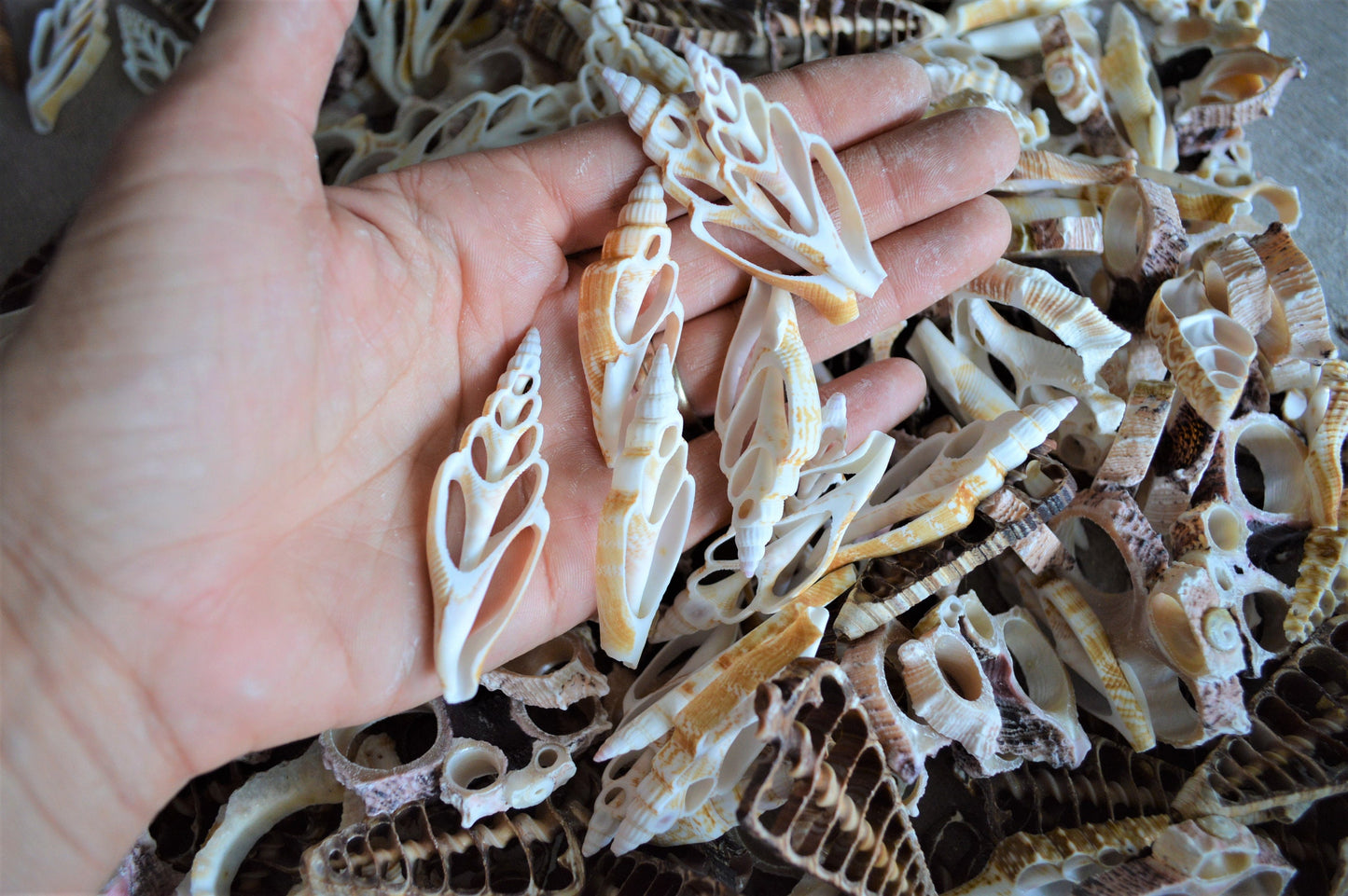 ASSORTED SLICED SHELLS *You Choose Quantity* 1.5-3" Natural Colors Small Craft Seashells Conch Slices Spindle Strombus Coastal Beach Décor