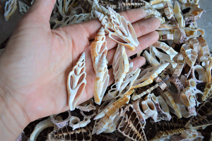 ASSORTED SLICED SHELLS *You Choose Quantity* 1.5-3" Natural Colors Small Craft Seashells Conch Slices Spindle Strombus Coastal Beach Décor