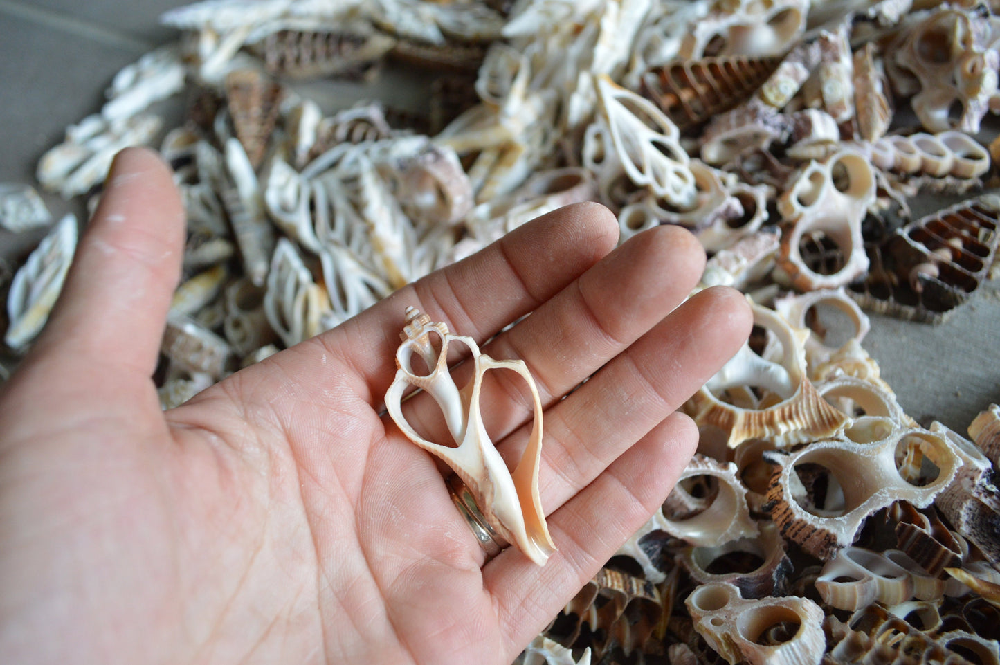 Sliced Seashells: 1.5-3” Mixed Types Conchs, Spindles, Strombus and more...