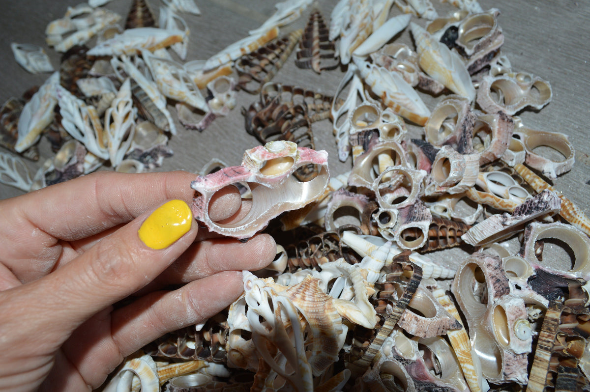 Sliced Seashells: 1.5-3” Mixed Types Conchs, Spindles, Strombus and more...
