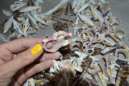 Sliced Seashells: 1.5-3” Mixed Types Conchs, Spindles, Strombus and more...