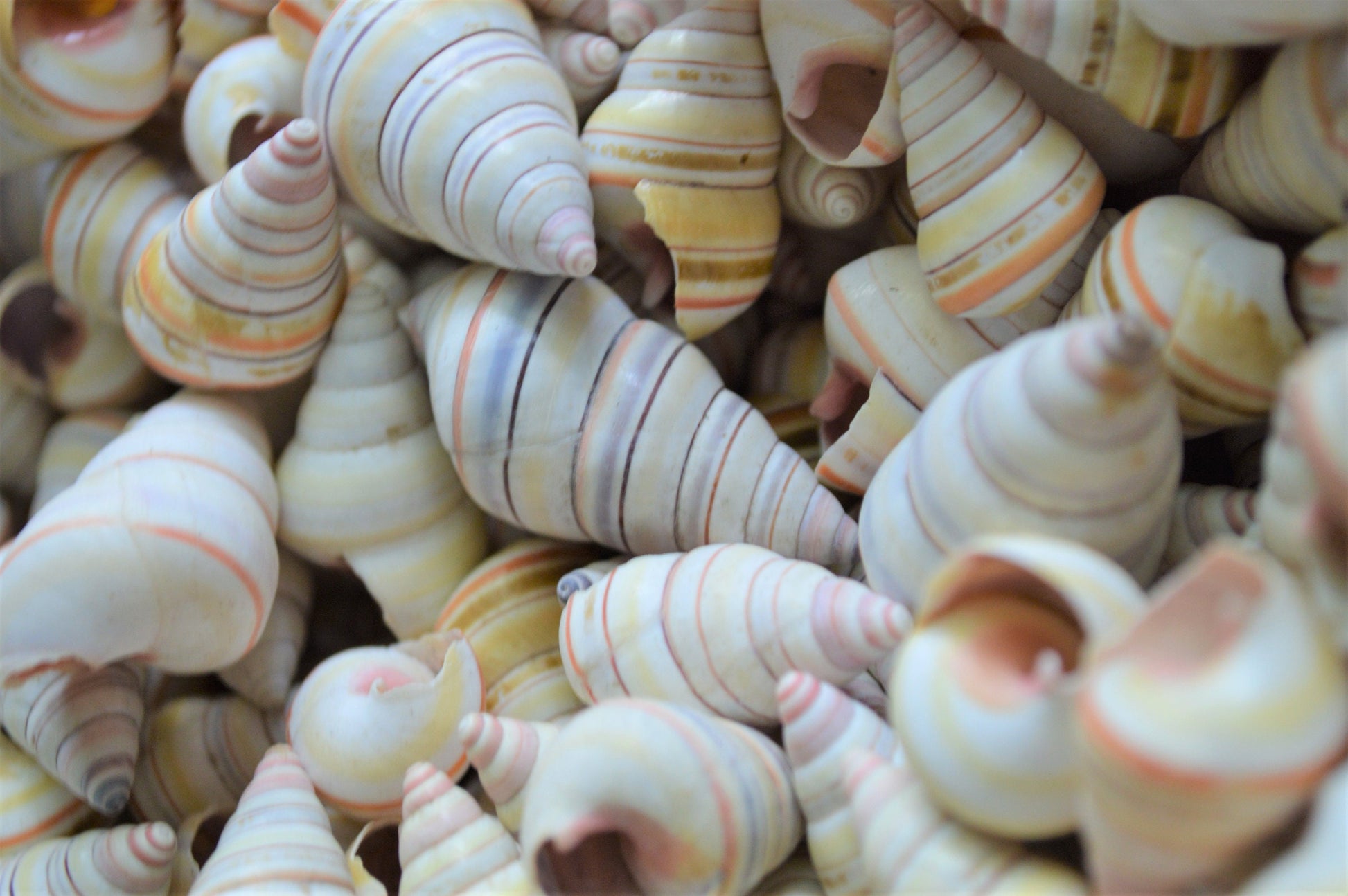 Rare RAINBOW Candy Cane Snail Seashells 3/4-1.5" Tree Snail- Sea Shells-Beach Craft Supplies-Seashells Bulk-Striped Tree Snails